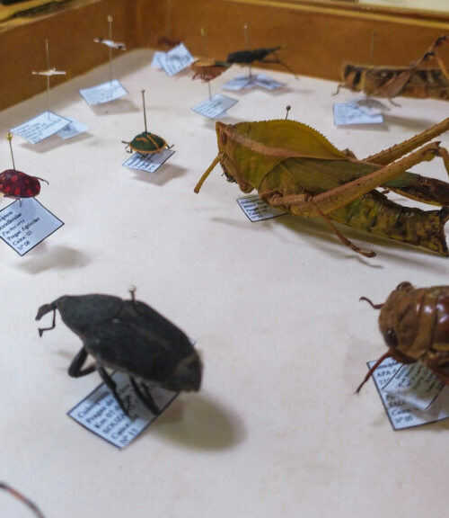 Exposição científica no Bioparque de Macapá apresenta espécies de insetos