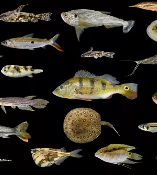 Guia apresenta a diversidade de peixes no Sudoeste da Amazônia para estudantes de escolas municipais