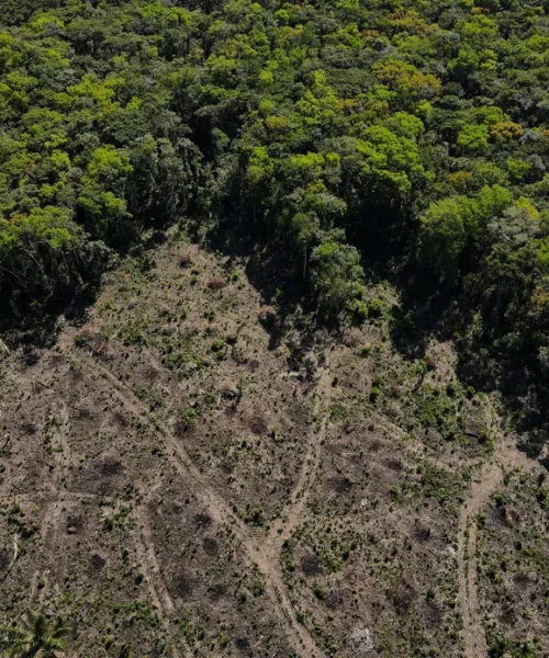 Estados Unidos querem punir desmatadores da Amazônia