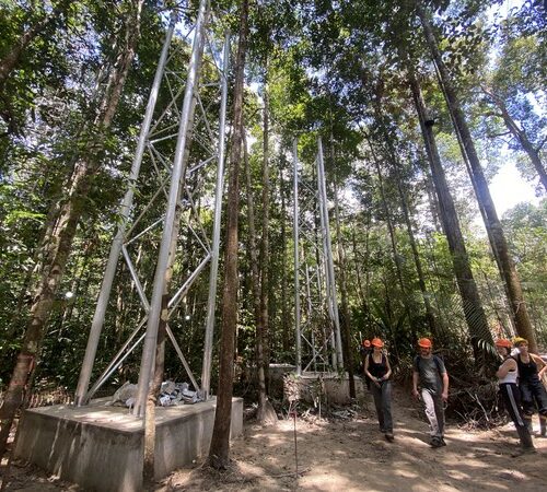 Torres acima dos topos das árvores vão testar a resistência da floresta amazônica