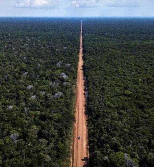 Ambientalistas denunciam desmatamento às margens de rodovia no Amazonas