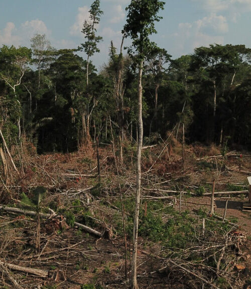 Reserva Extrativista Chico Mendes que ser indenizada pela União pelos desmatamentos sofridos