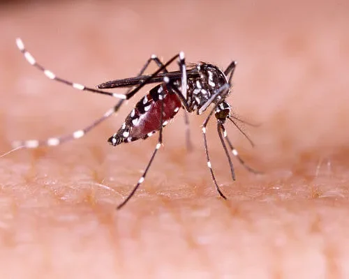 A preocupação com a dengue faz cidades da Amazônia se prepararem para o período de chuva