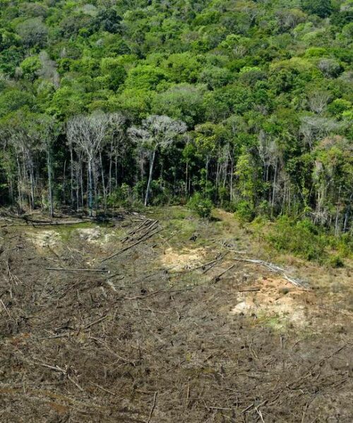 Como ocorre a degradação florestal na Amazônia?