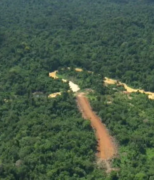 Garimpeiros abrem estrada clandestina de 150 km em terra Yanomami, na Amazônia