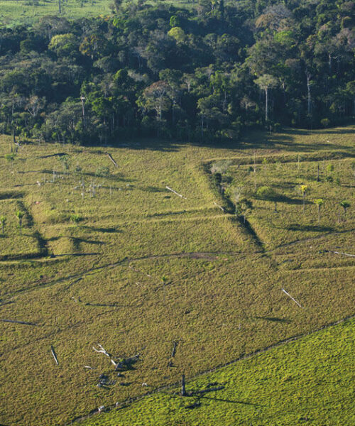 A Amazônia foi densamente povoada no passado e a ação humana moldou a floresta