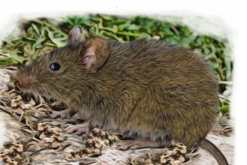 Pesquisadores descobrem nova espécie de rato-do-mato na Amazônia