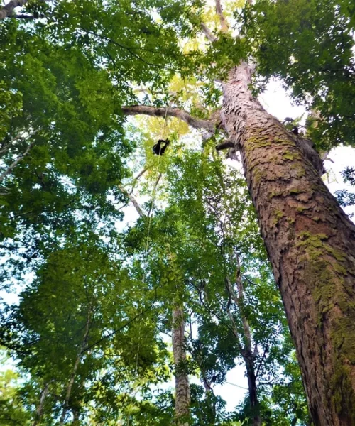 Organizações se preocupam com a segurança do santuário de árvores gigantes na Amazônia