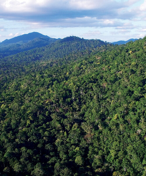 Rãs da Mata Atlântica são afetadas pelo desmatamento da Amazônia