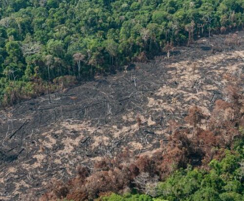 Desmatamento na Amazônia tem 3ª maior marca para o mês de dezembro