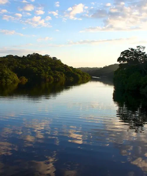 Fragmentação da Amazônia em ilhas prejudica interação entre espécies