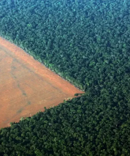 Em 2023, Acre tem a 4ª maior área de floresta sob risco na Amazônia Legal