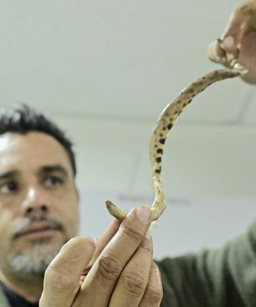 Nova jiboia-anã com pélvis vestigial é descoberta na Amazônia