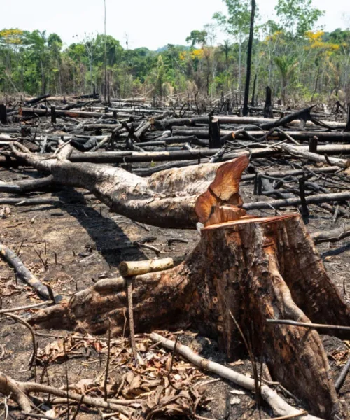Quase 30 milhões de árvores foram derrubadas no Acre em 2022