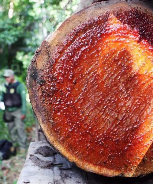 Primeiras operações contra madeireiros do governo Lula buscam conter desmatamento da Amazônia