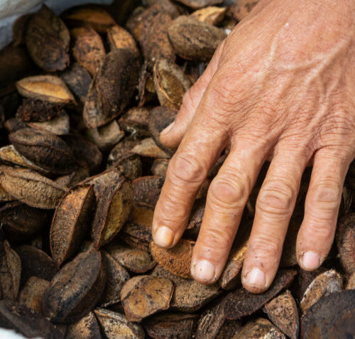 Projetos de bioeconomia criam oportunidades na Amazônia