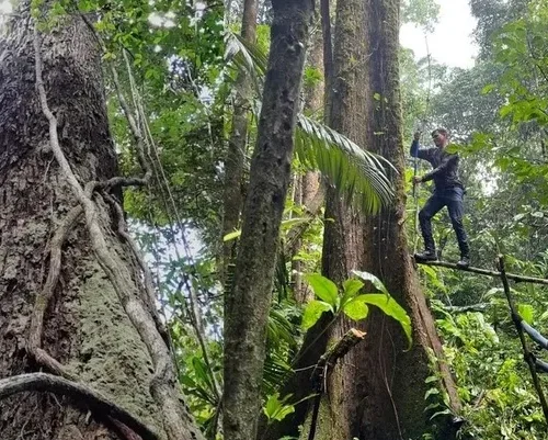 Estudo inédito do AP e dos EUA analisam idade de árvores gigantes da Amazônia