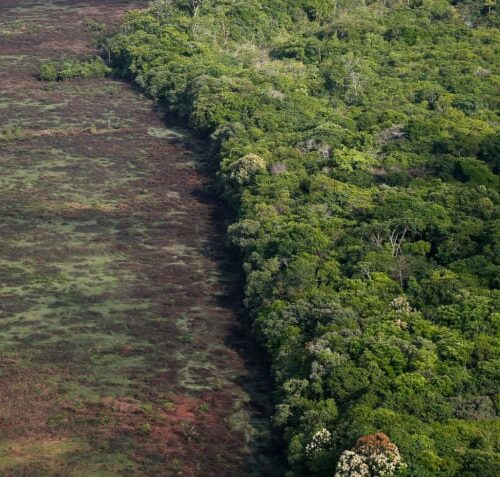 Desmatamento na Amazônia tem queda em janeiro, segundo Inpe