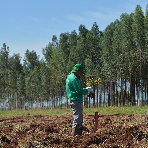 Estudo avalia técnicas de plantio de florestas nativas que aumentam produção na agropecuária