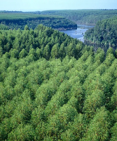 Floresta de eucalipto pode ajudar na recuperação de áreas devastadas