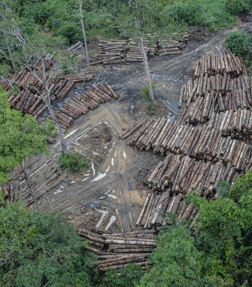 Desmatamento na Amazônia causou a perda de quase três mil campos de futebol por dia em 2022, aponta Imazon