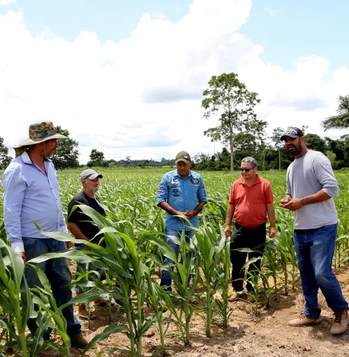 Programa de Produção de Grão da prefeitura de Rio Branco proporciona plantio em grande escala para os pequenos produtores
