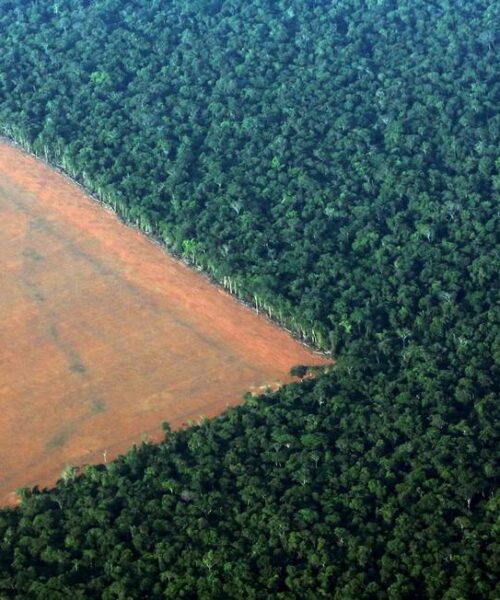 Devastação da Amazônia está se tornando irreversível, alerta estudo