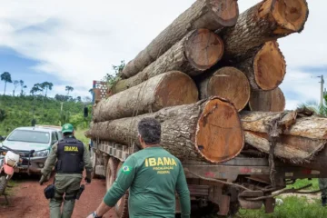 Ibama cria grupo especializado para fiscalizar fraudes em sistemas de controle florestal