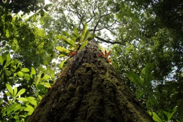 Aumento de temperatura faz com que castanheiras altas na Amazônia sequem sem frutificar