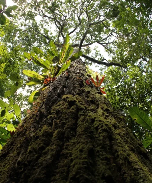 Aumento de temperatura faz com que castanheiras altas na Amazônia sequem sem frutificar