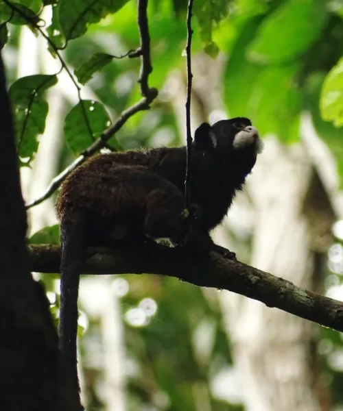 Amazônia brasileira ‘ganha’ nova espécie de sagui exclusiva do país