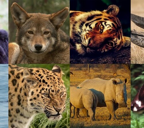 Mais de 1 em cada 10 espécies pode ser extinta até o final do século