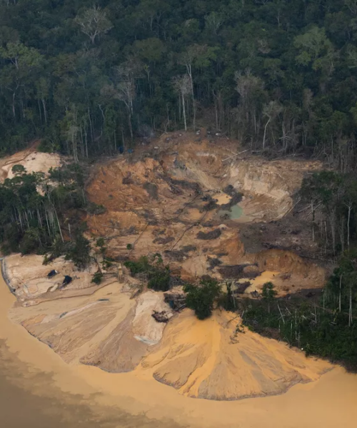 Organizações internacionais pedem a Lula proteção da Amazônia