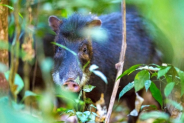 Estudo avalia surgimento de novas espécies na Amazônia e Mata Atlântica