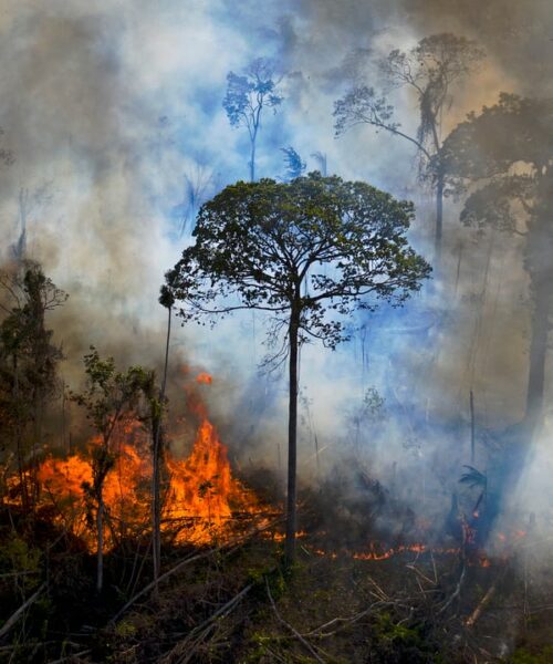 Alertas de desmatamento na Amazônia Legal caem 61% em janeiro