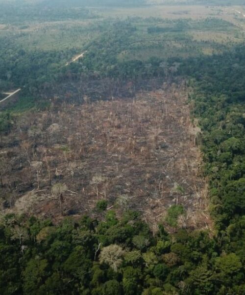 Desmatamento cai na Amazônia, mas dobra no Cerrado brasileiro