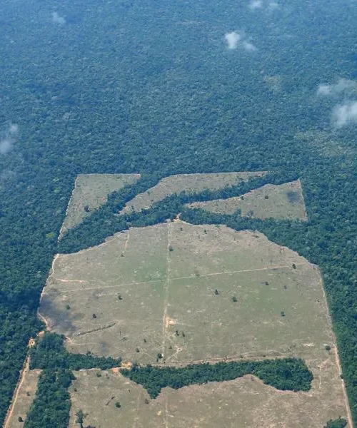 Incra tenta anular compra de área gigante na Amazônia por madeireira estrangeira