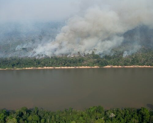 Estudo com formigas mostra efeitos do pasto na Amazônia