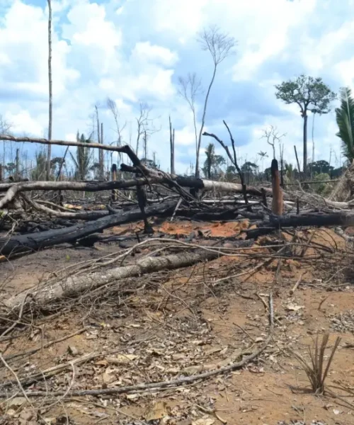 Desmatamento no sudoeste do Amazonas agrava aumento de incêndios