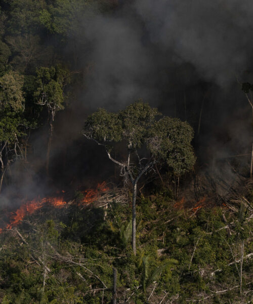 Zerar desmatamento da Amazônia e Cerrado renderia R$ 1,2 trilhão ao PIB mundial, diz estudo