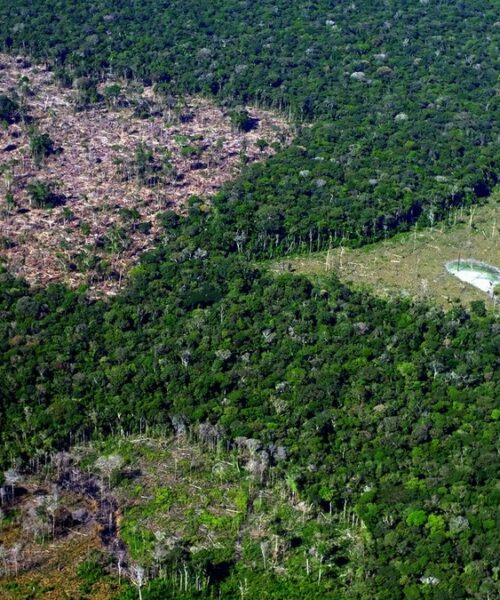 Fevereiro bate recorde de alertas de desmatamento na Amazônia