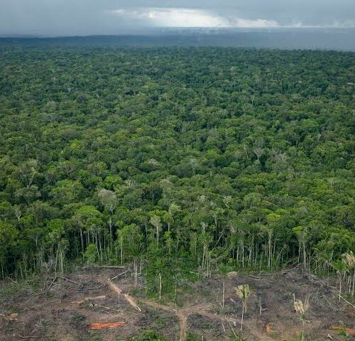 Acre tem duas florestas mais pressionadas pelo desmatamento