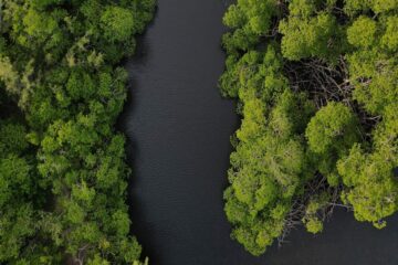 Lula quer política unificada para a região amazônica