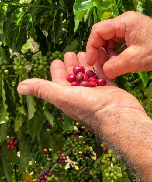 Acre deverá plantar mais de 1 milhão de mudas de café em 2023