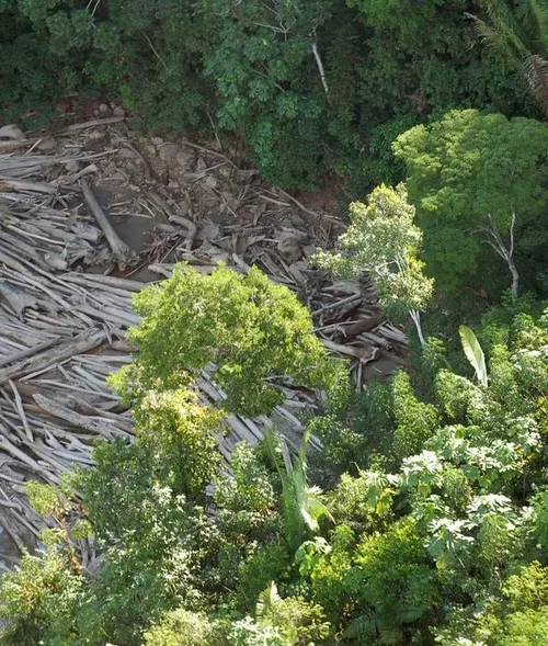 Ferramenta detecta crimes na Amazônia em tempo real