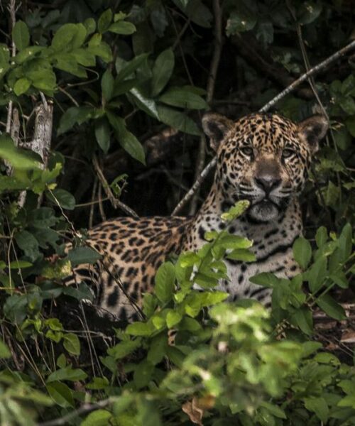 Amazônia: estudo mostra que onças estão em áreas ameaçadas pelo homem