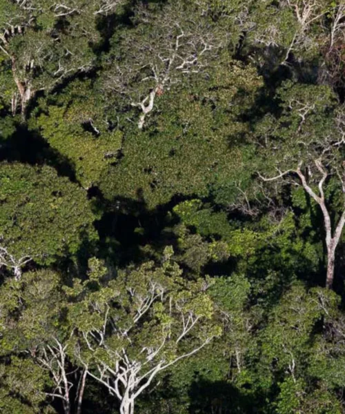 Liberar mineração em floresta protegida na Amazônia aumentará ainda mais desmatamento, alerta estudo