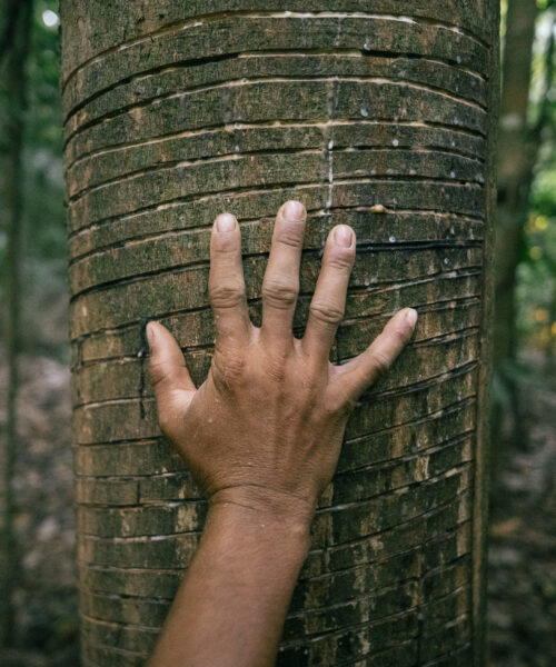 Seringueiros da Amazônia divulgam carta manifesto com reivindicações para Cadeia Produtiva da Borracha