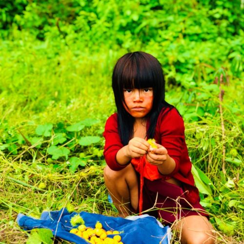 Amazônia: Domesticação da Floresta e Sistemas Agroflorestais