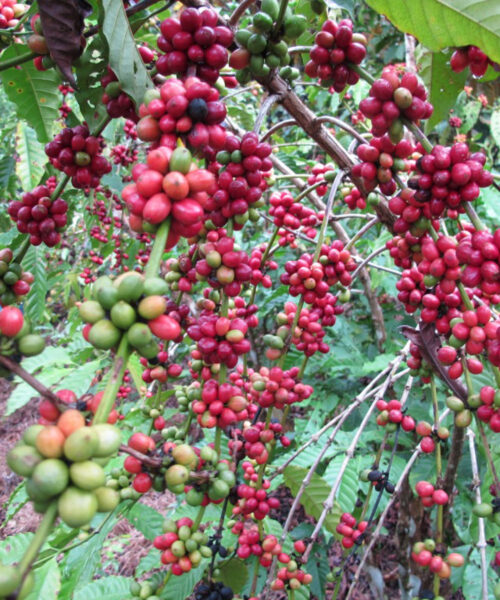 Iniciativa sustentável no interior do Amazonas garante produção de café aliada à conservação ambiental